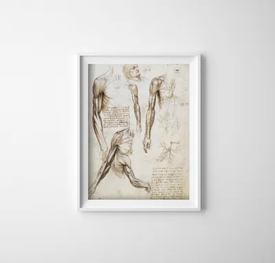 Produktbild von Poster - Canvas - Leinwand - 29,7 cm x 42 cm - Die Muskeln der oberen Extremitäten Da Vinci