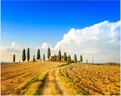Produktbild von Wallario Poster - Italien - Toskana unter blauem Himmel  einsame Farm, Kunstdruck Größe: 40 x 50 cm