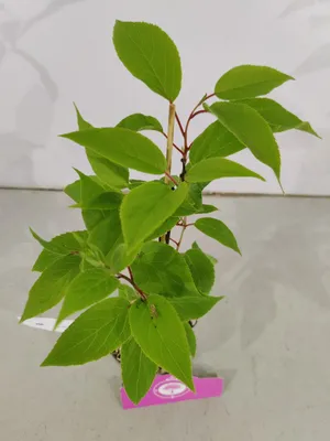 Produktbild von Set mit 4 Kiwibeeren - Actinidia arguta 'Weiki' - Männliche Kiwibeere - Höhe 25cm - 9cm Topf