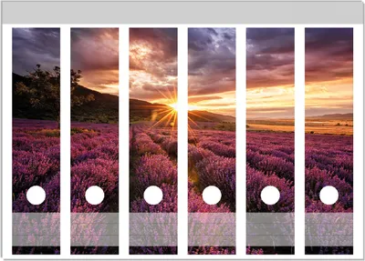 Produktbild von Wallario Ordnerrücken Sticker, selbstklebend für breite Ordner, 6 Stück, Motiv Lavendelfeld bei Sonnenuntergang - Sonnenstrahlen