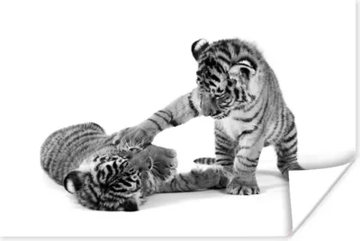 Produktbild von MuchoWow® Poster Tiger - Spiele - Schwarz - Weiß 60x40 cm - Schlafzimmerdekoration