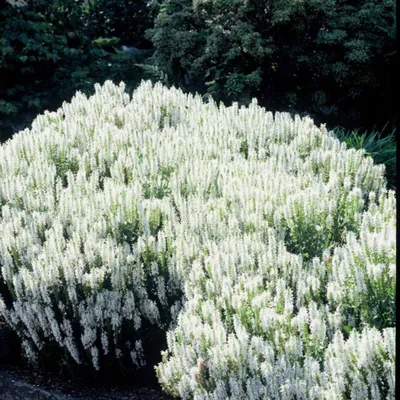 Obrázek produktu pro Salvia nemorosa Schneehügel Šalvěj stepní 24 rostlin 9 cm vhodná pro včely