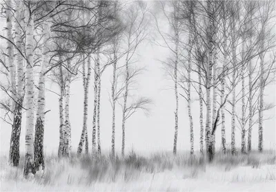 Produktbild von Fototapete 3D Effekt Wald Schwarz Weiß - 350x250 cm - inklusive kleister - Vlies Tapete - Vliestapete Wohnzimmer Schlafzimmer Küche Modern Wandtapete