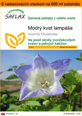 Obrázok produktu pre SAFLAX Garden in the bag - Modrý kvet lampáša - Nicandra Physaloides - 100 Semená - S pestovateľským substrátom v praktickom samostaviteľnom vrecku