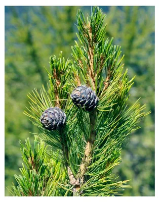 Produktbild von Zirbelkiefer Pinus cembra Pflanze 5-10 cm
