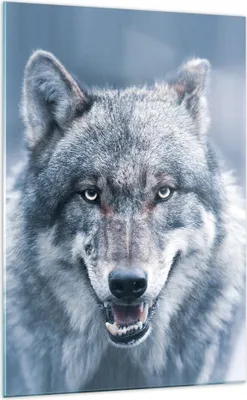 Produktbild von Bilder auf glas - Einteilig - Wolf Raubtier Wildheit - 70x100cm - Glasbilder - Wandbilder - Bilder - zum Aufhängen bereit - Wanddekoration aus Glas - Glas Bilder - Wandbild auf Glas - GPA70x100-5073