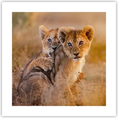 Produktbild von Poster - Poster ohne Rahmen - Löwe Natur Tier - 40x40 cm - Wand Bild - Wanddeko - Wandbilder - Kunstposter - Wandposter - Bilder - Kunstdruck - Wanddekoration - Wandbild - P2XAC40x40-3480