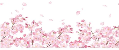 Produktbild von Sichtschutzfolie – Kirschblüten – Aufkleber für Fenster und Duschtüren – 40 x 100 cm
