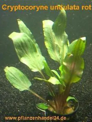 Produktbild von 3 Töpfe Cryptocoryne undulata rot, Aquariumpflanze