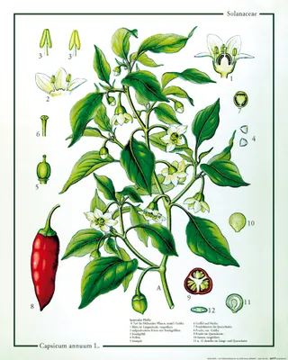 Zdjęcie produktu dla Obraz z nadrukiem kulinarnym - Roślina chili (50 x 40 cm)