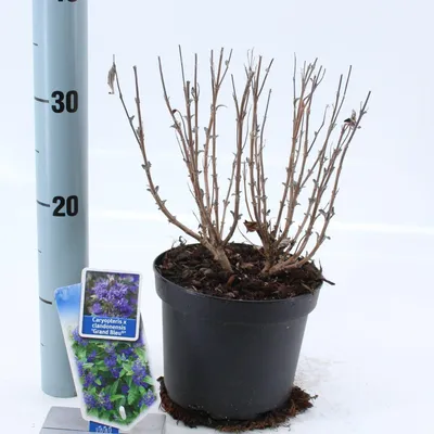 Produktbild von Caryopteris cland. Grand Bleu® ('Inoveris'PBR) - Bartblume | 40-50 cm im Topf