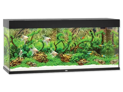 A well-lit, professional studio shot of a black aquarium filled with water, plants, and fish.