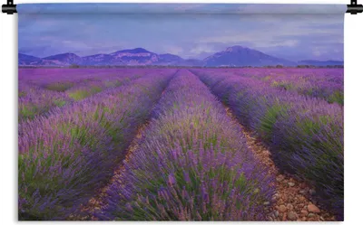 Produktbild von MuchoWow® Wandteppich Wandbehang Lavendelfelder in der Abenddämmerung 90x60 cm Tapisserie Dekoration Wandtuch - Wandskulpturen - Bildteppich