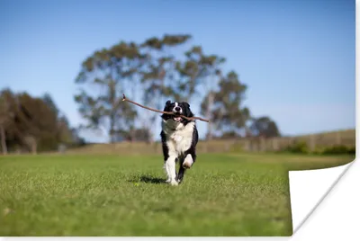 Produktbild von MuchoWow® Poster Ein Border Collie mit einem Stock im Maul 30x20 cm - Plakate - Print