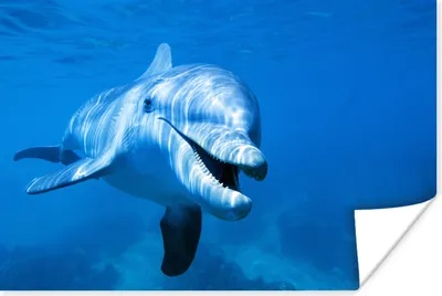 Produktbild von MuchoWow® Poster Delfin - Wasser - Meer 180x120 cm - Fotoplakat