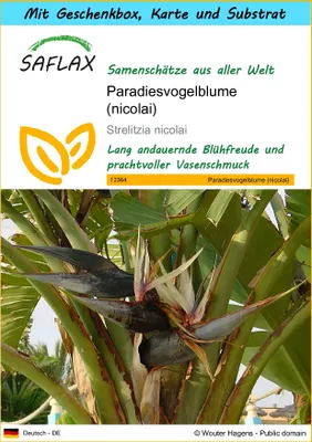 Produktbild von SAFLAX - Geschenk Set - Paradiesvogelblume (nicolai) - 5 Samen - Mit Geschenk- / Versandbox, Versandaufkleber, Geschenkkarte und Anzuchtsubstrat - Strelitzia nicolai