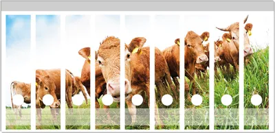 Produktbild von Wallario Ordnerrücken Sticker, selbstklebend für breite Ordner, 9 Stück, Motiv Kühe im Sommer auf der Weide
