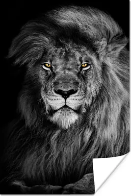 Produktbild von MuchoWow® Poster Löwe - Augen - Orange - Schwarz und weiß - Tiere - Porträt 60x90 cm - Wanddekoration