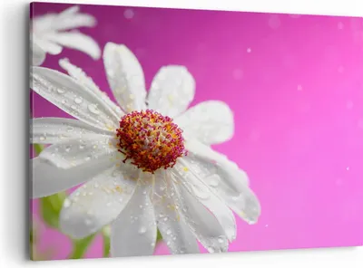 Produktbild von Bild auf Leinwand - Leinwandbild - Blume frühling garten - 100x70cm - Wand Bild - Wanddeko - Leinwanddruck - Bilder - Kunstdruck - Wanddekoration - Leinwand bilder - Wandkunst - AA100x70-2469
