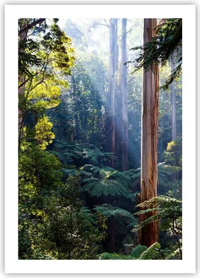 Produktbild von Poster - Poster ohne Rahmen - Morgendämmerung Bäume Wald - 50x70 cm - Wand Bild - Wanddeko - Wandbilder - Kunstposter - Wandposter - Bilder - Kunstdruck - Wanddekoration - Wandbild - P2XPA50x70-4403