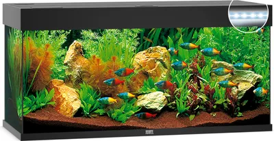 Productafbeelding van Juwel Rio 240 LED | 240L | 121 x 41 x 51CM Zwart