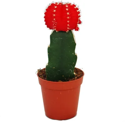 Zdjęcie produktu dla Gymnocalycium mihanovichii - Kaktus truskawkowy - czerwony - doniczka 5,5 cm