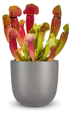 Produktbild von Pflanzensamen, Schlauchpflanze Mix