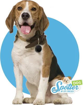 Produktbild von Pet Spotter | Der Hunde-GPS-Tracker | Zur Befestigung am Halsband | Aktivitätentracker | Ohne Abonnement