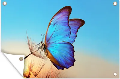 Produktbild von MuchoWow® 90x60 cm Outdoor-Poster Gartendeko Sichtschutz Garten Poster für den Garten  Schmetterling - Löwenzahn - Blau