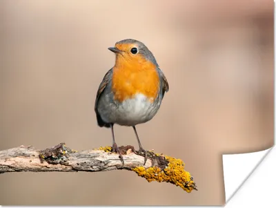 Produktbild von MuchoWow® Poster Rotkehlchen - Vogel - Zweig - Tiere 160x120 cm - Foto Plakat