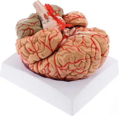 Produktbild von Das menschliche Gehirnmodell besteht aus 8 Teilen, wobei die Arterien zur besseren Verständlichkeit beim Lehren und Vorführen farblich gekennzeichnet