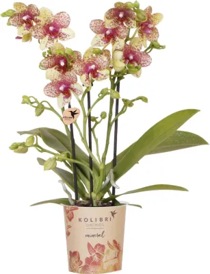 Produktbild von Kolibri Orchids | Orange-Gelbe Phalaenopsis-Orchidee Topfgröße Ø9cm | Grosseto | Blühende Zimmerpflanze – Frisch vom Züchter