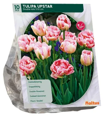 Produktbild von Tulipa Upstar 10 Stück Blumenzwiebeln Baltus