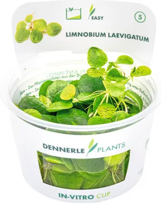 Obrázek produktu pro Voďankovec vzplývavý – Limnobium laevigatum In-Vitro
