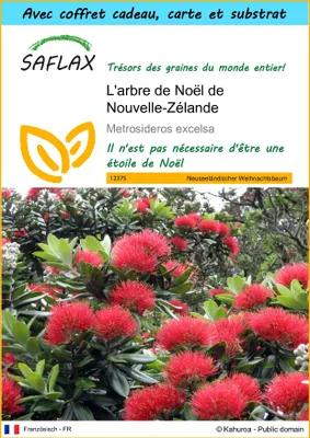 Image de SAFLAX Ensemble-cadeau - L'arbre de Noël de Nouvelle-Zélande - 300 graines - Metrosideros