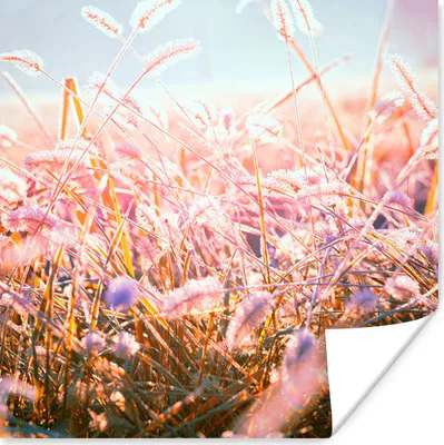 Produktbild von MuchoWow® Poster Winter - Tau - Morgen 50x50 cm - Wohnzimmerdekoration