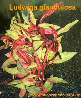 Produktbild von 15 Bunde Ludwigia Glandulosa, Ludwigie, Aquarium