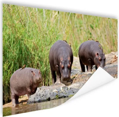 Produktbild von MuchoWow® Poster Flusspferde - Wasser - Südafrika 120x80 cm - Bilder