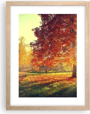 Produktbild von Gerahmtes Poster - Rahmen in heller Eiche - Park Herbst Baum - 30x40 cm - Wand Bild - Wanddeko - Wandbilder - Kunstposter - Wandposter - Bilderrahmen - Bilder - Kunstdruck - Wandbild - P2NPA30x40-3654