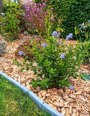 Produktbild von Ceanothus Impressus Säckelblume "Victoria" immergrün und winterhart 30 - 40 cm