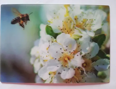 Produktbild von 3 D Ansichtskarte Honigbiene mit Blüten, Postkarte Wackelkarte Hologrammkarte, Tier Gartentiere