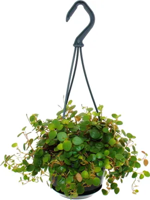 Zdjęcie produktu dla Latwa w pielegnacji mini roslina sygnalizacyjna - Peperomia Pepperspot - papryka karlowata