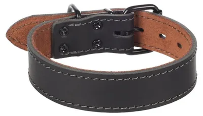 Image de Collier Chien Montana en cuir