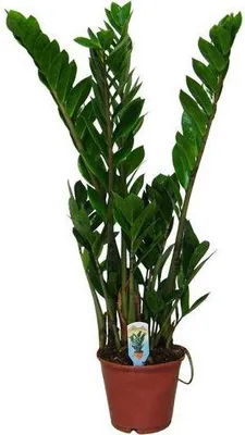 Immagine prodotto di Pianta da appartamento "Glücksfeder" (Zamioculcas zamiifolia) Ø14cm Ø50cm