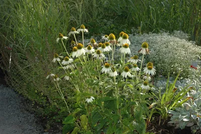 Produktbild von Echinacea purpurea 'Alba', weiß, ca. 9x9 cm Topf