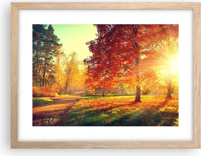 Produktbild von Gerahmtes Poster - Rahmen in heller Eiche - Park Herbst Baum - 40x30 cm - Wand Bild - Wanddeko - Wandbilder - Kunstposter - Wandposter - Bilderrahmen - Bilder - Kunstdruck - Wandbild - P2NAA40x30-3654