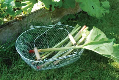 Drahtgeflechtkorb-Obstkorb-Ernten