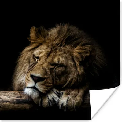 Produktbild von MuchoWow® Poster Löwe - Baum - Braun 50x50 cm - Wohnzimmerdekoration
