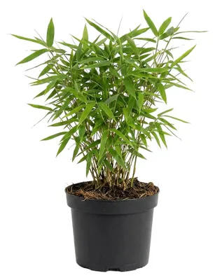 Produktbild von Fargesia Rufa Bambus, nicht-invasiv, immergrün, 30 cm hoch, 14 cm Durchmesser