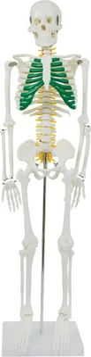 Obrázek produktu pro Anatomický model Kostra Zmenšená anatomická kostra Lidská kostra Lidské tělo 87 cm Anatomická kostra Lidský model se stojanem a míšními nervy MedMod